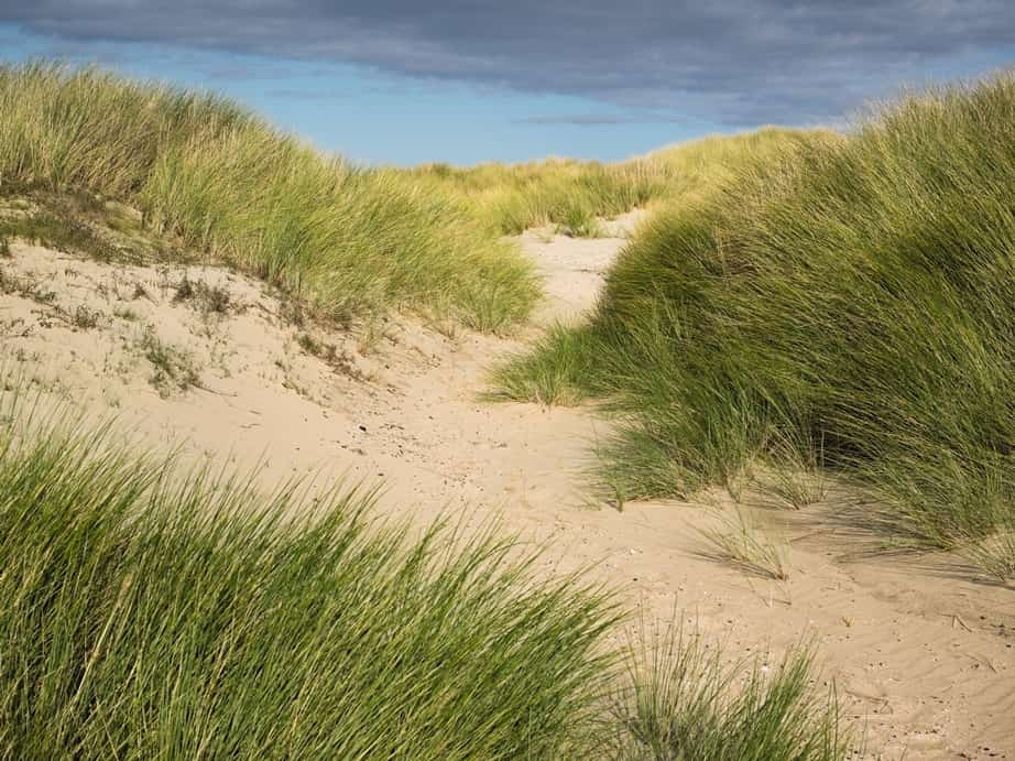 Natuurcoaching - duinen